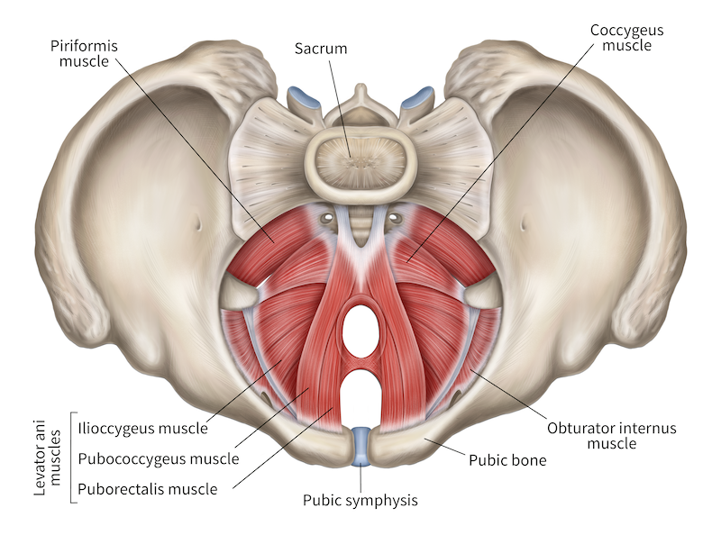Deep pelvic floor muscles