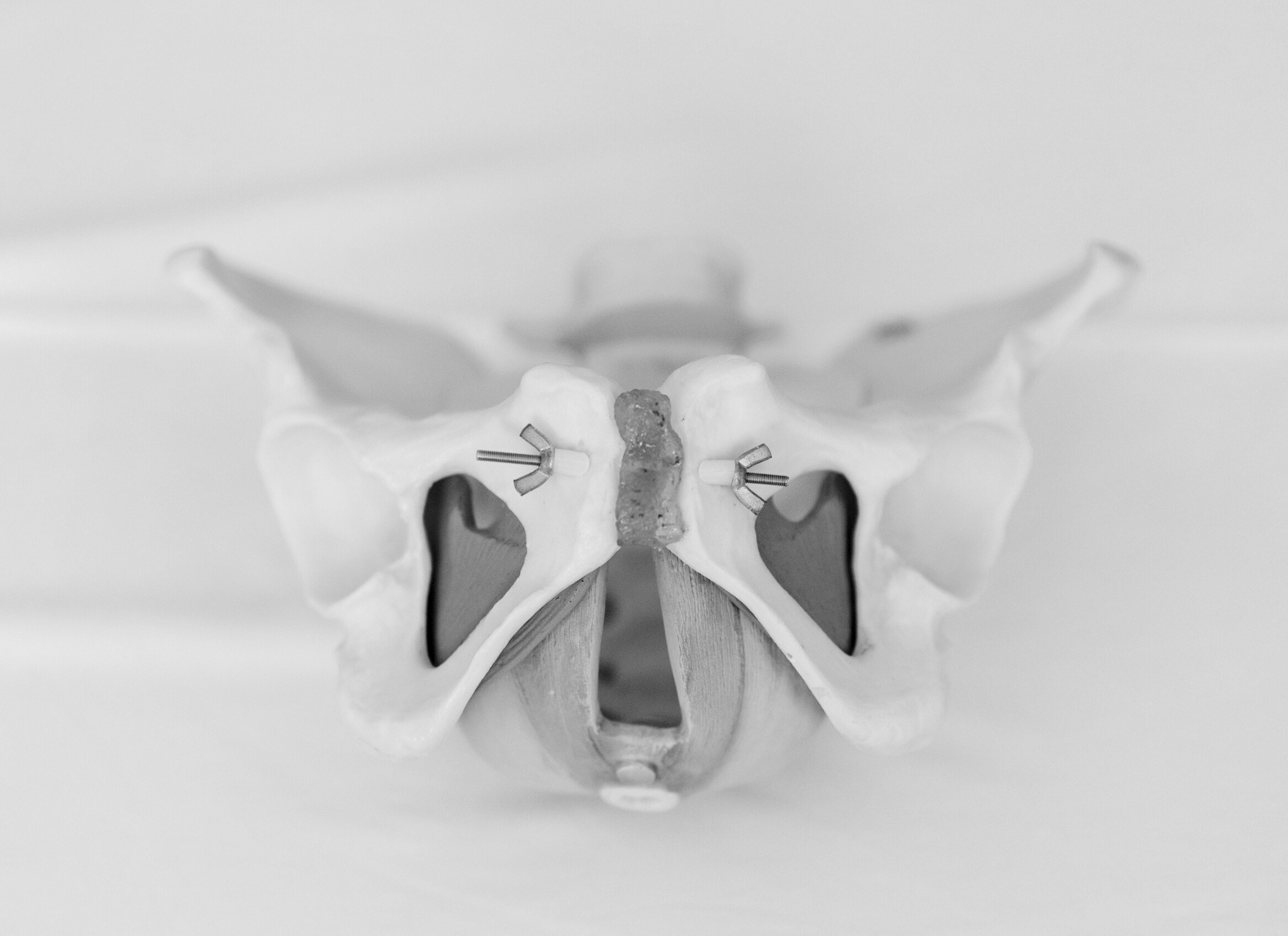 close up of pelvic model