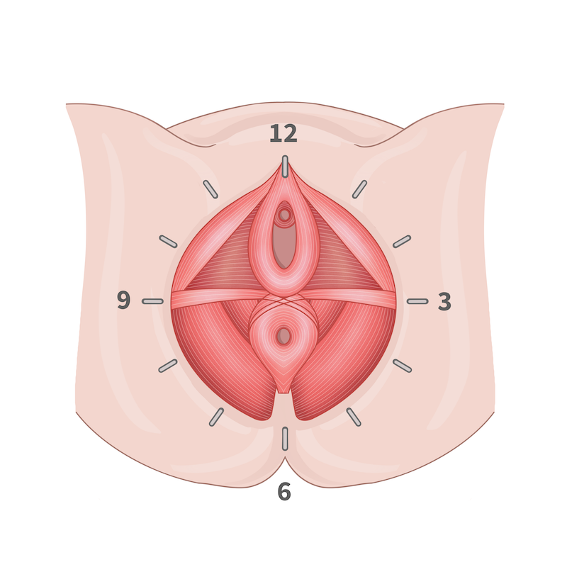 pelvic clock image