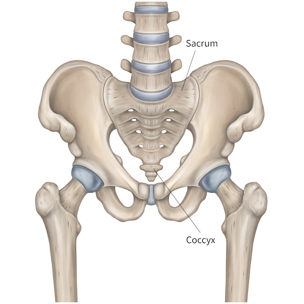 pelvic floor tailbone pain diagram