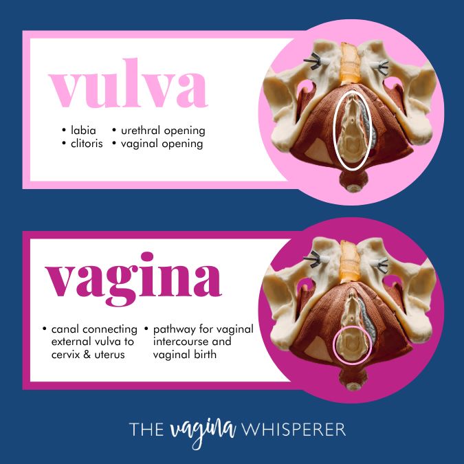 Diagram showing vulva and vagina about chronic vaginal burning