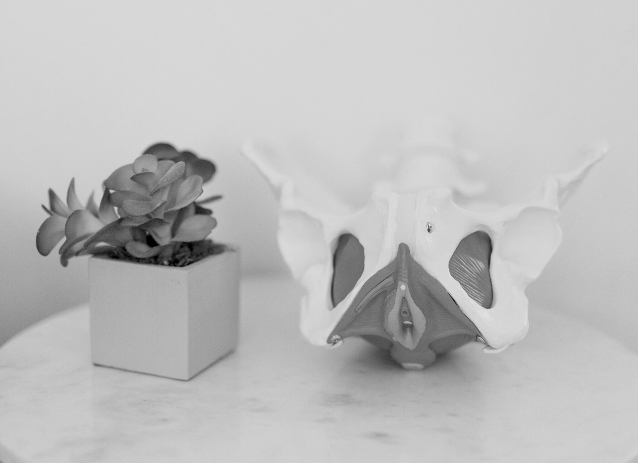small plant sits on a table next to a model of a pelvis