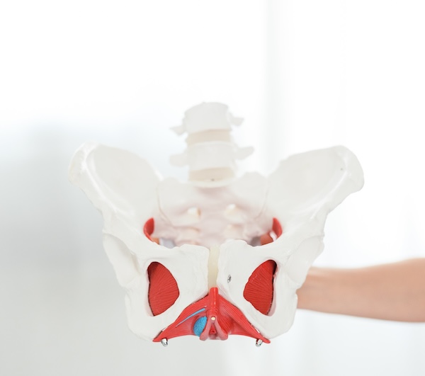 pelvis model showing pudendal neuralgia nerve