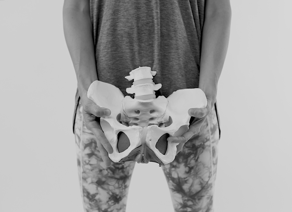 person holding pelvic model