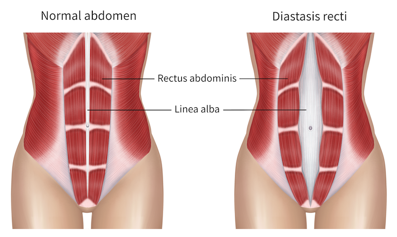 abdomen diagram