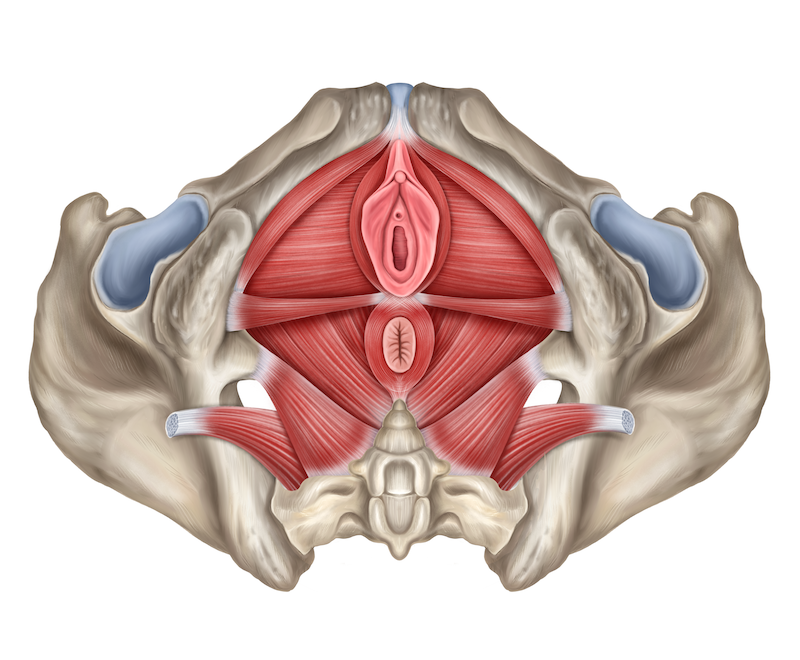 image of superficial pelvic floor muscles
