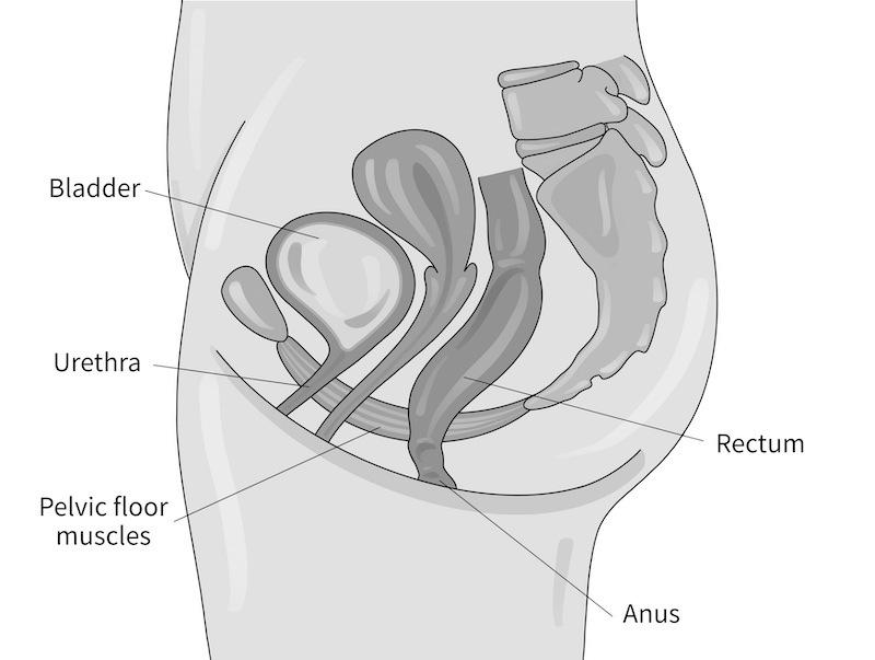 Urinary and Bowel systems