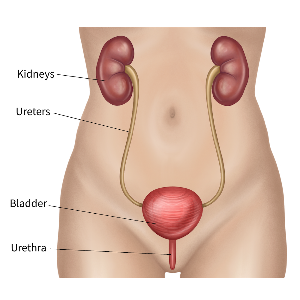 diagram of the urinary system